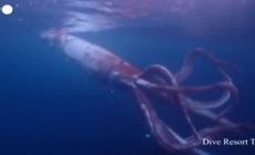 L'avvistamento rarissimo in mare: un calamaro gigante grande come una Smart  - Video