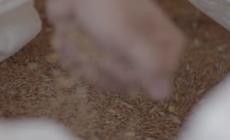 Forno Brisa raccoglie 3,5 milioni per un Mulino Collettivo