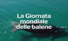 La giornata mondiale delle balene