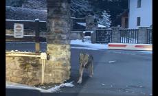 Lupi avvistati tra le case in centro a Courmayeur. Testimone, "erano più spaventati loro a vedere noi"