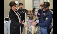 Polizia: inaugurata a Milano l'Infermeria veterinaria