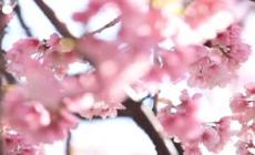 Tokyo, inizio della stagione dei fiori di ciliegio anticipata di 10 giorni