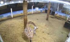 Nata giraffa nello zoo belga Pairi Daiza - Video 