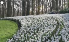 Olanda, riapre il parco floreale piu' grande del mondo