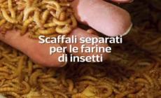 Stretta sulle farine di insetti, etichette e spazi separati