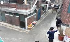 Zebra scappa dallo zoo e vaga per le strade di Seul