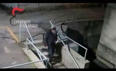 Piromane denunciato per aver bruciato 28 auto