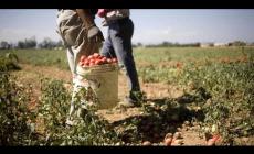 Decreto flussi, 252mila domande dai datori di lavoro