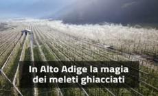 In Alto Adige la magia dei meleti ghiacciati