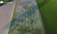 Picasso, land art realizzata con un trattore: l'omaggio di Dario Gambarin