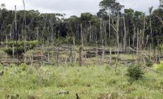 Via libera del Parlamento alle norme contro la deforestazione