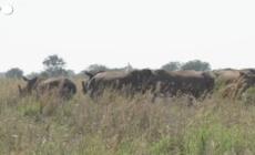 Sudafrica, all'asta il piu' grande allevamento di rinoceronti del mondo