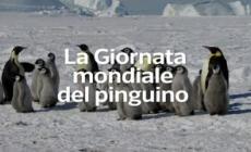 La Giornata mondiale del pinguino
