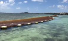 Caraibi invasi dalle alghe, due imprenditori le raccolgono nelle reti anti-sargasso