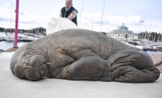 A Oslo inaugurata una statua in ricordo del tricheco Freya