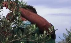 Xylella in 40% della Puglia,morti 21 milioni d'ulivi