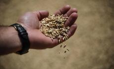 Alla plenaria di Strasburgo approvata la proroga allo stop ai dazi su grano ucraino