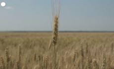 Scontro in Ue sui limiti all'import del grano ucraino