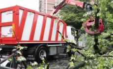 Emilia-Romagna, strage di alberi da frutto: 10 milioni da estirpare