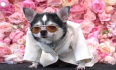 A New York cani e gatti sfilano come vere star al "Pet Gala"
