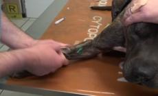 In Alto Adige dal 2024 scatta l'esame obbligatorio del DNA per i cani