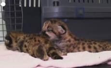 Colombia, salvati due cuccioli di puma
