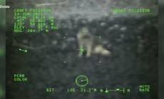 Usa, alla ricerca di Dory: salvato un cane caduto da una scogliera -  Video 
