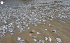 Thailandia, migliaia di pesci morti lungo la spiaggia di Thung Wua Laen