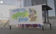 Usa, Scooter e' il cane piu' brutto del mondo