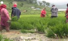 Il Nepal festeggia il National Paddy Day, inizia la stagione della semina del riso