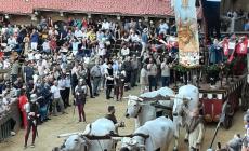Palio di Siena, assegnati i cavalli: all'Oca l'unico cavallo già vittorioso in piazza del Campo 