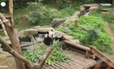 Festa doppia in un parco vicino Seul, nate due gemelle di panda gigante