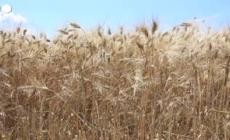 Premiata l'Italia rurale, Spighe Verdi a 72 Comuni