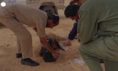 Migranti vagano sfiniti nel deserto tra Tunisia e Libia