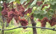 Clima pazzo taglia la vendemmia, si teme calo fino a -60%