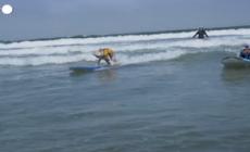 Surf, cani sulla cresta dell'onda in California