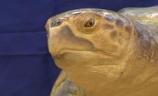 Ambiente, Minutolo (Legambiente): "Mari e laghi minacciati da mala depurazione e scarichi abusivi"