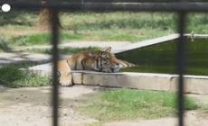 Baghdad, anche gli animali dello zoo soffrono i 50 gradi