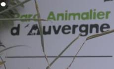 Francia, quattro cuccioli di lontre nane asiatiche nati nel parco faunistico dell'Auvergne