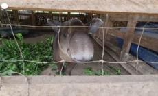 Il Nicaragua rilascia sette tapiri in natura per la riproduzione