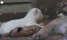 Raro cucciolo di puma albino nato in uno zoo in Nicaragua - Video