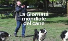 La Giornata mondiale del cane - Video 