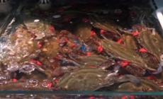 In Adriatico individuata nuova specie di granchio blu