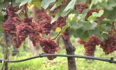 Vendemmia a piu' velocita', -10% al Centro-Sud +10% a Nord