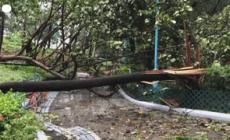 Il tifone Saola colpisce Hong Kong, alberi abbattuti e rami spezzati