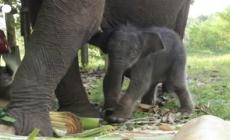 Indonesia, fiocco rosa al parco nazionale: nato un cucciolo di elefante di Sumatra