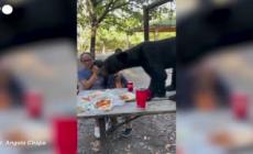 Messico, aggiungi un posto a tavola: orso irrompe al picnic (e gradisce)