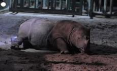 Indonesia, nato un cucciolo di rinoceronte di Sumatra al parco nazionale di Lampung