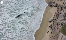 Brasile, capodoglio arenato su una spiaggia di Florianopolis