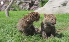 Cuccioli di leopardo presentati in uno zoo peruviano